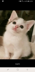 Help! Need a cat name!
