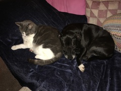 Aibu regarding so called “Nanny” dogs AKA staffies