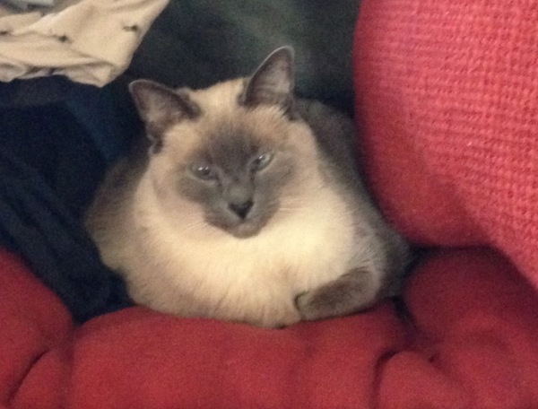 I think my cat is beautiful, show me yours 😁