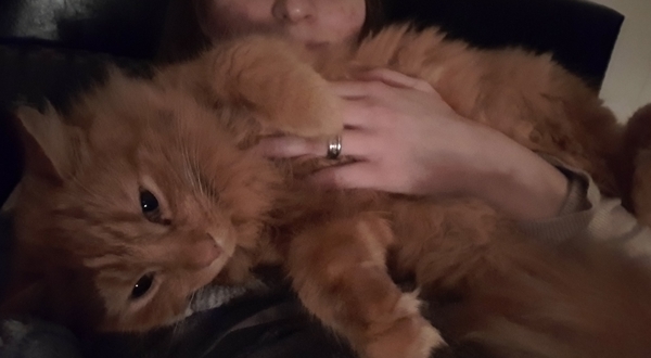 Re. Visiting cat?