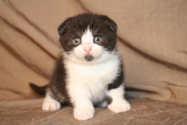 Straw poll - is this a dog or a cat?
