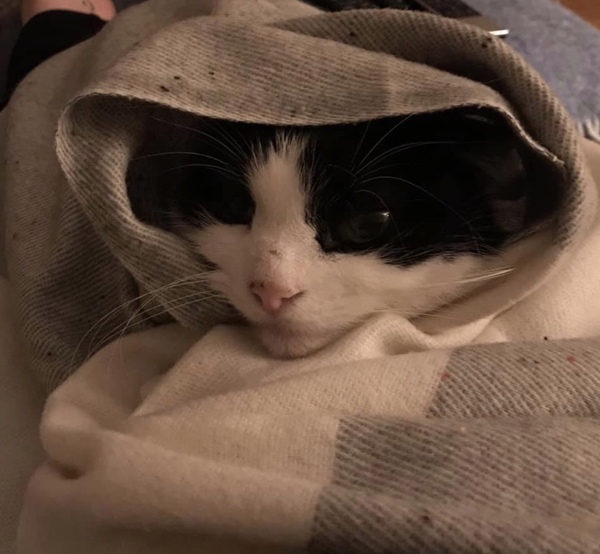 Aibu to just say one of my cats