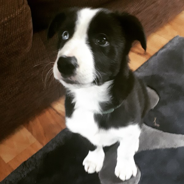 Puppy support