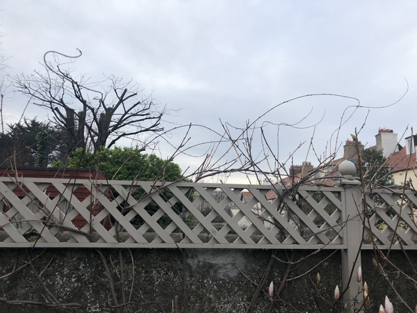 Too late to prune wisteria ?