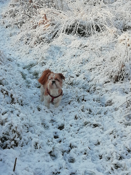 Share dog photos