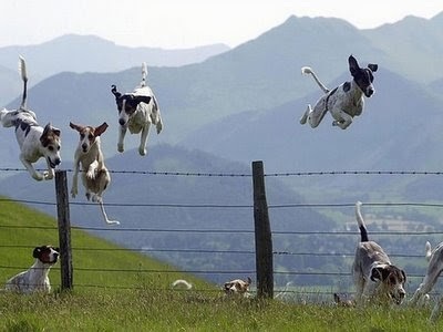 Farmers dogs on public footpath