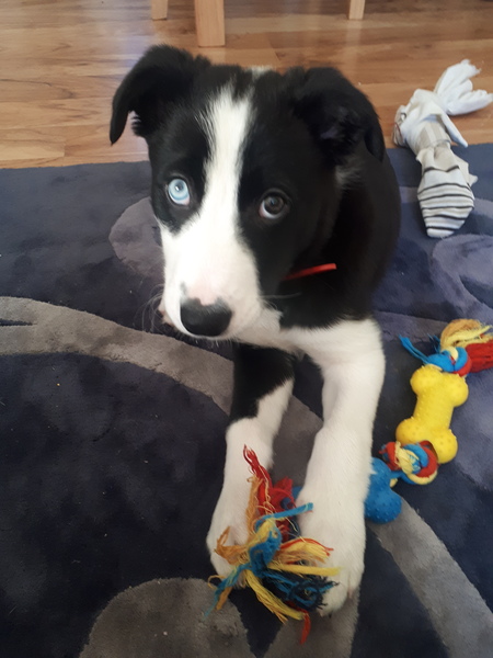 Puppy support