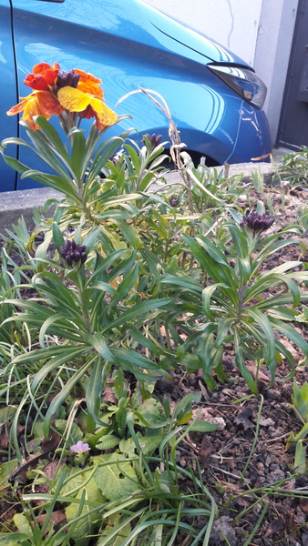 What is this plant please?