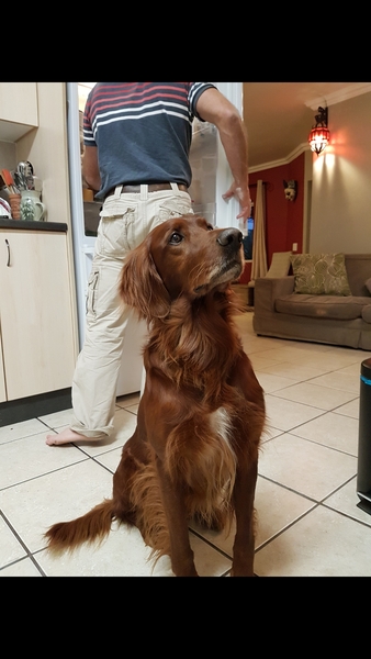 Talk to me about Red Setters