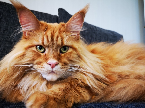 I think my cat is beautiful, show me yours 😁