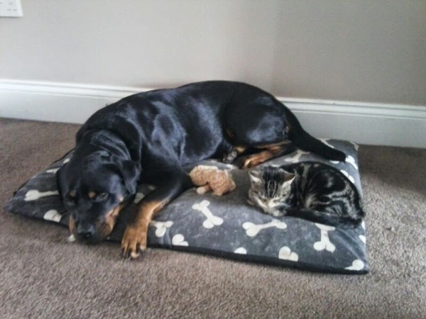 Does your dog get along with your cat?