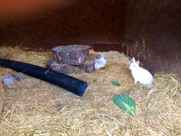 Rabbit housing and runs