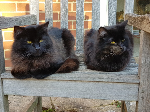 What's your DCat up to today? (Thread 7!)