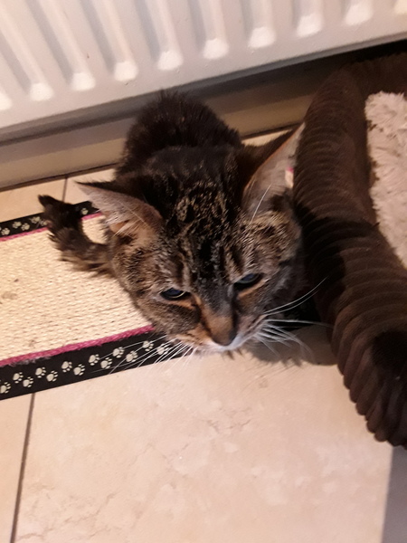 Cat walking around house meowing