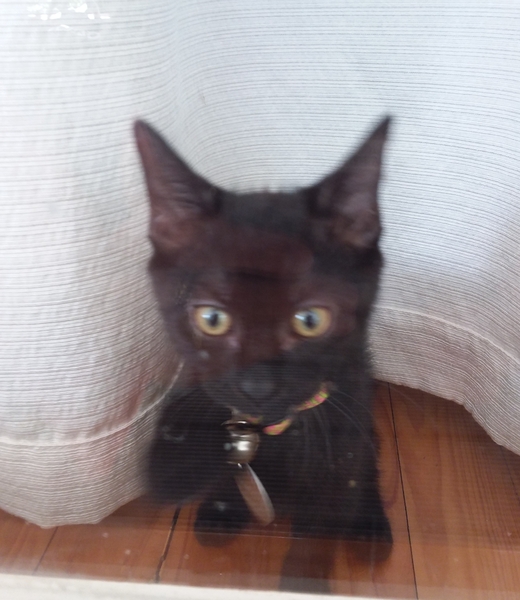 I have finally got a kitten!