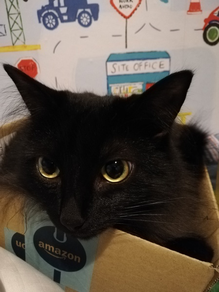 I think my cat is beautiful, show me yours 😁