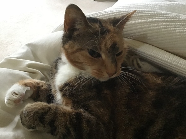 Westministenders: A Special Place in Hell