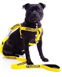 Off-lead dogs approaching my dog