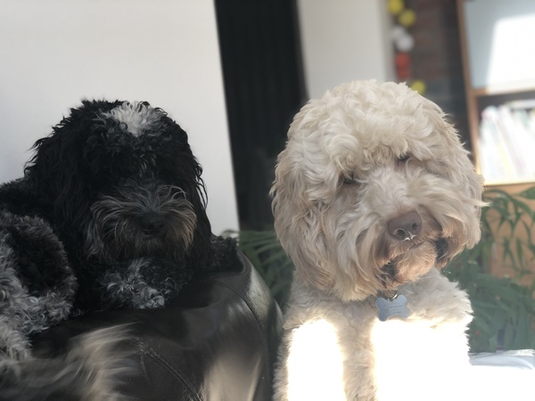 Who fancies a dog photo thread!