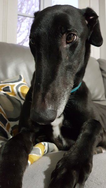Share dog photos