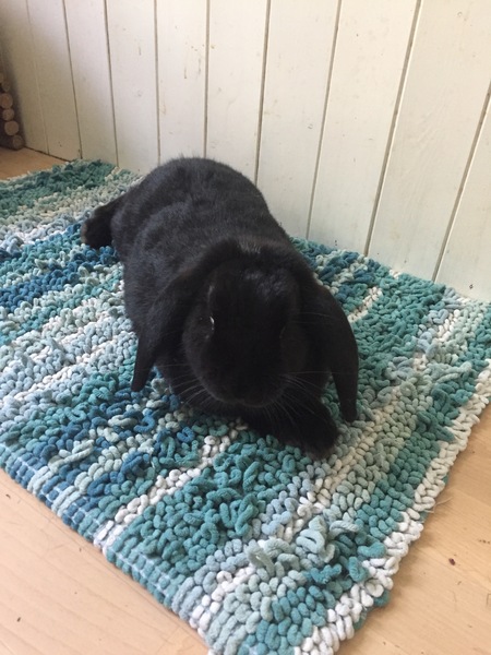 To get rid of our pet rabbits??
