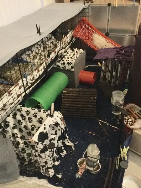 New Guinea pig owners