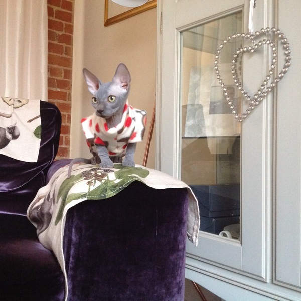 Sphynx kitten