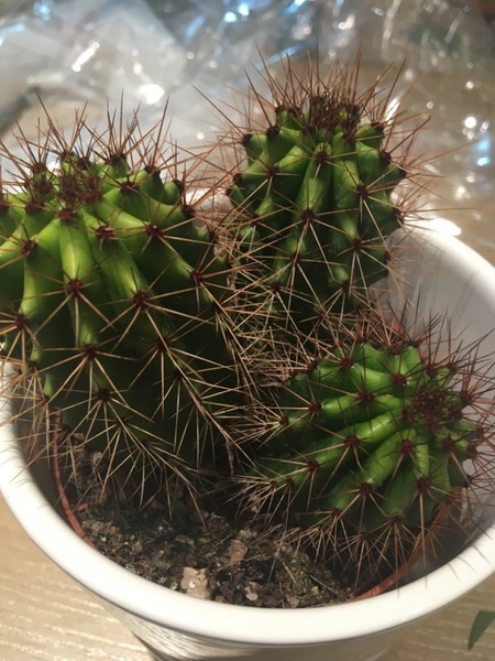 Another what is this plant (cactus this time)?