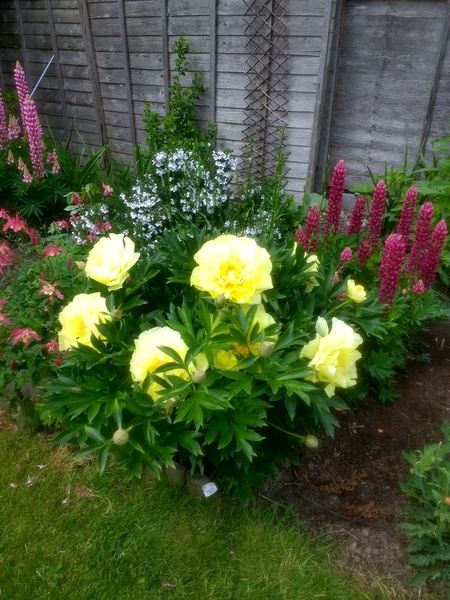 Peony advice, please