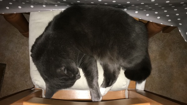 Timescales for recently rehomed cat to go outside!?