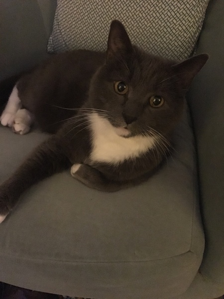 What's your DCat up to today? (Thread 7!)