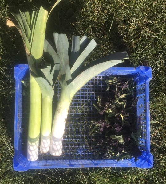 Allotment?Veg Patch Thread 13! Are we weathering the weather?
