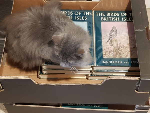 What's your DCat up to today? (Thread 7!)