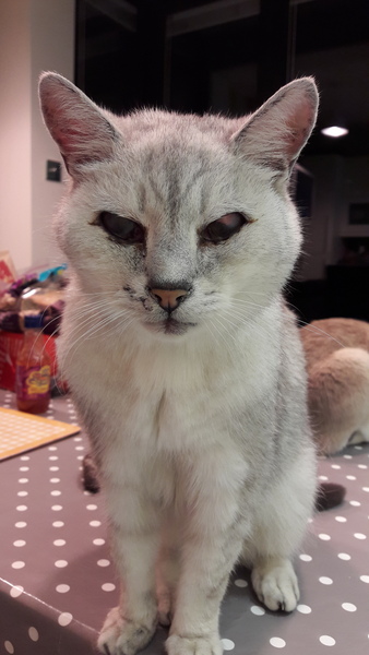 Cat dementia?