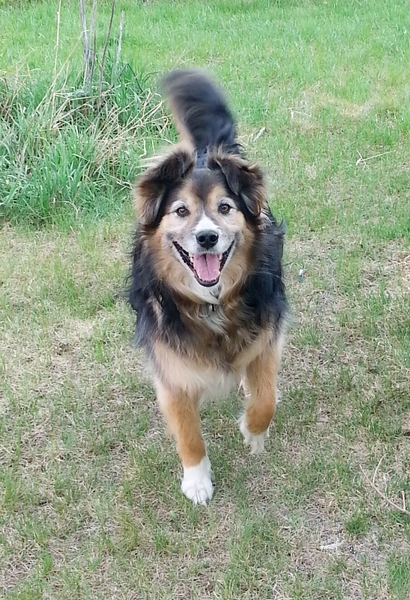 Show me your crossbreed puppy/dog please
