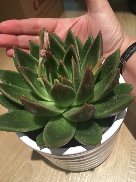 What is this handsome fellow (wxheveria) - calling @Nanthewiser?