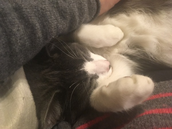 Aibu to just say one of my cats