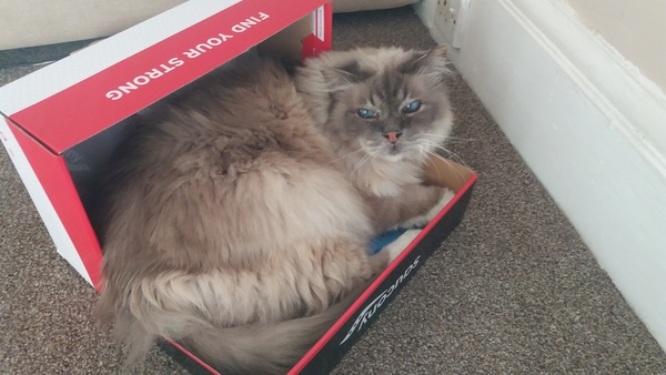 I think my cat is beautiful, show me yours 😁