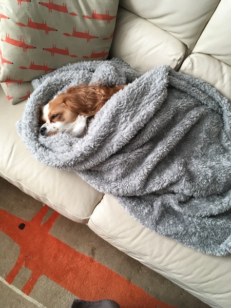 Share dog photos