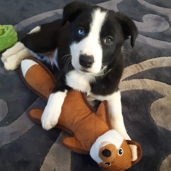 Can we share our puppy and dog pictures?