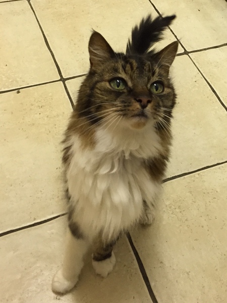 Best cat you've ever had?