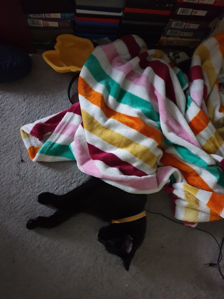Aibu to just say one of my cats