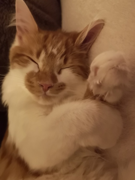 I think my cat is beautiful, show me yours 😁
