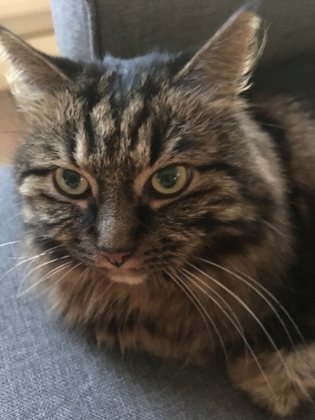 I think my cat is beautiful, show me yours 😁