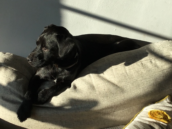 Patterdale Terriers