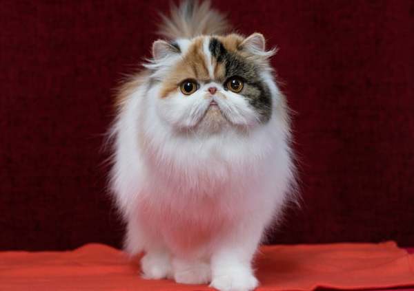 Straw poll - is this a dog or a cat?