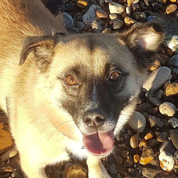 Show me your crossbreed puppy/dog please