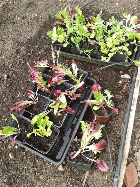 Westminstenders: Competitive Stupidity