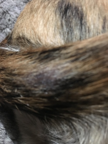 Whippet tail sore - photo attached