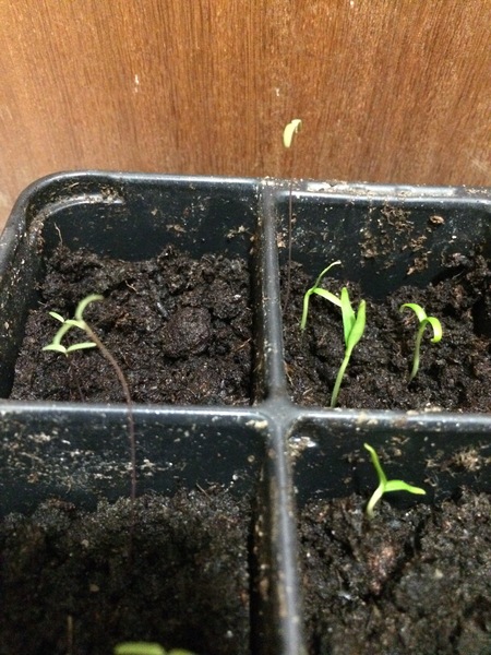 29th March "Grow your own" newcomers welcome here